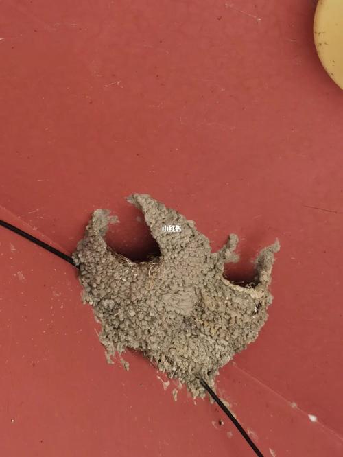 梦见从脚底拽出虫子什么意思