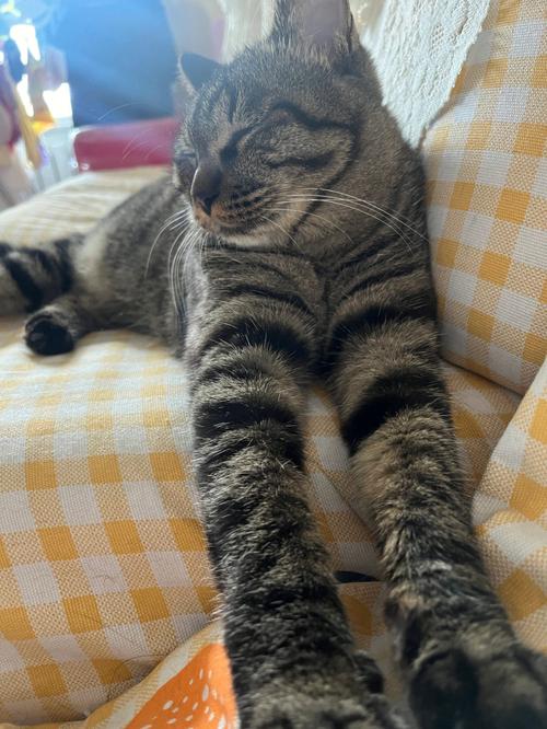 梦见猫睡觉