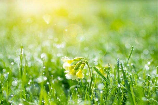 属兔人2023年催旺桃花还是斩“桃花劫”