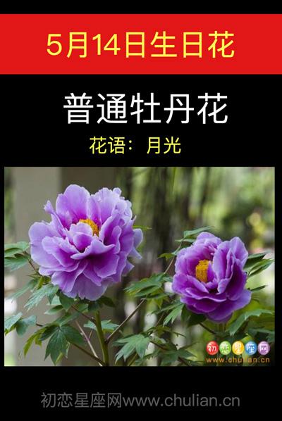 5月10日花语:普通牡丹花,生日花语引导