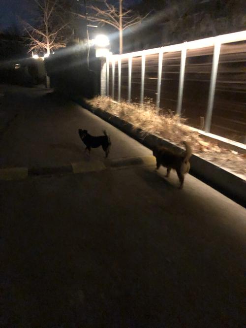 梦见狗跟我回家