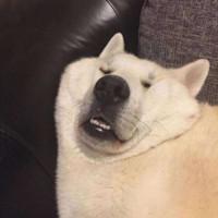 搞笑逗比的宠物名字博你一笑