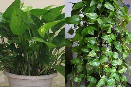 绿萝易招阴是真是假?花草种植有哪些风水禁忌?