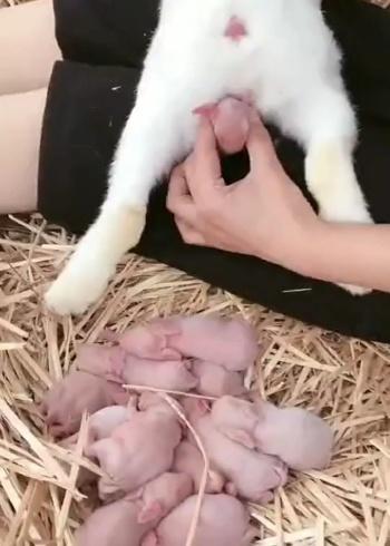 梦到兔子 梦到兔子生了好多小兔子