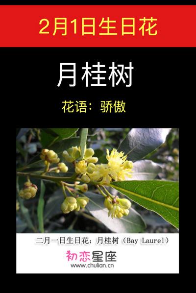 2月1日生日花语：月桂树
