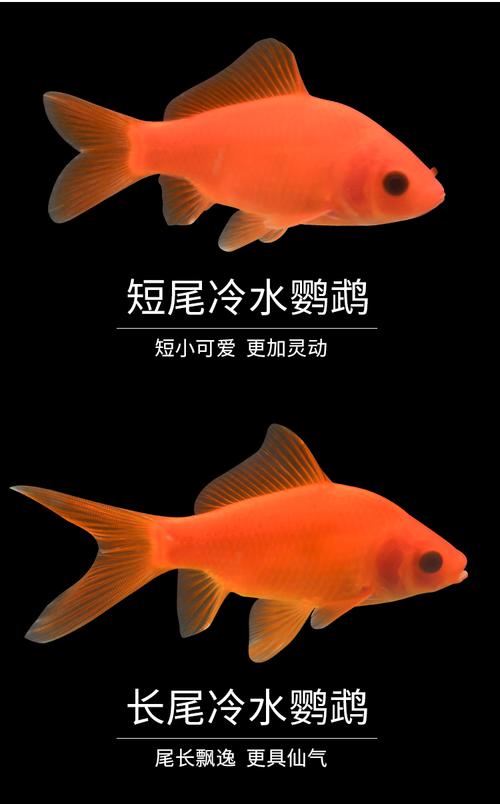 小型风水鱼的种类有哪些?