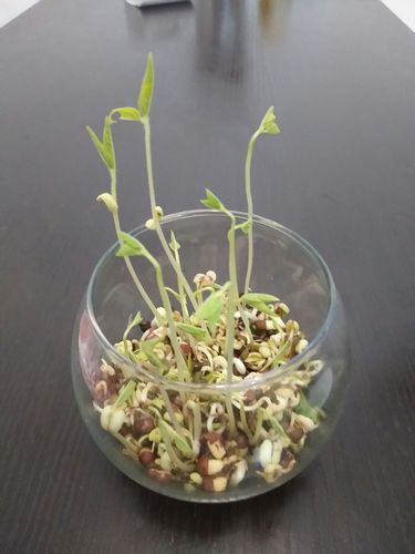 孕妇梦见豆芽发芽了是啥意思