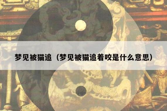 梦见被猫追什么意思