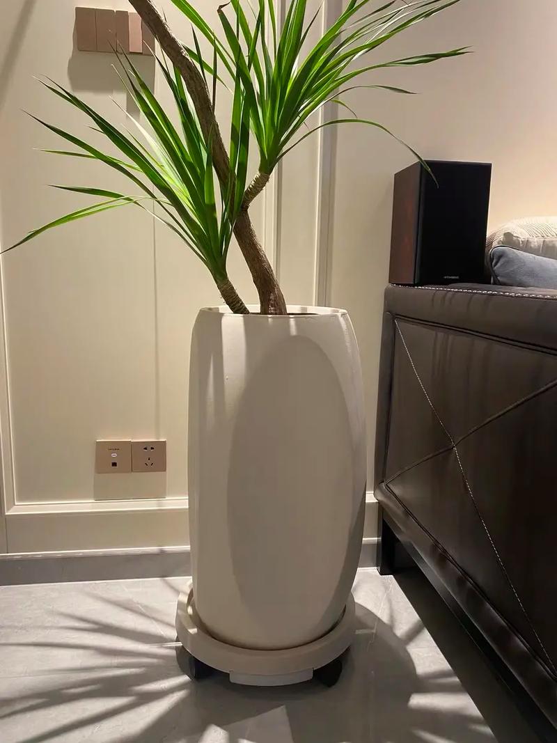 家门口不能放花盆为什么