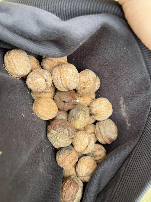 孕妇梦见在地上捡核桃,孕妇梦见自己捡核桃