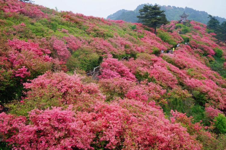 已婚妇女梦见满山花开是什么意思