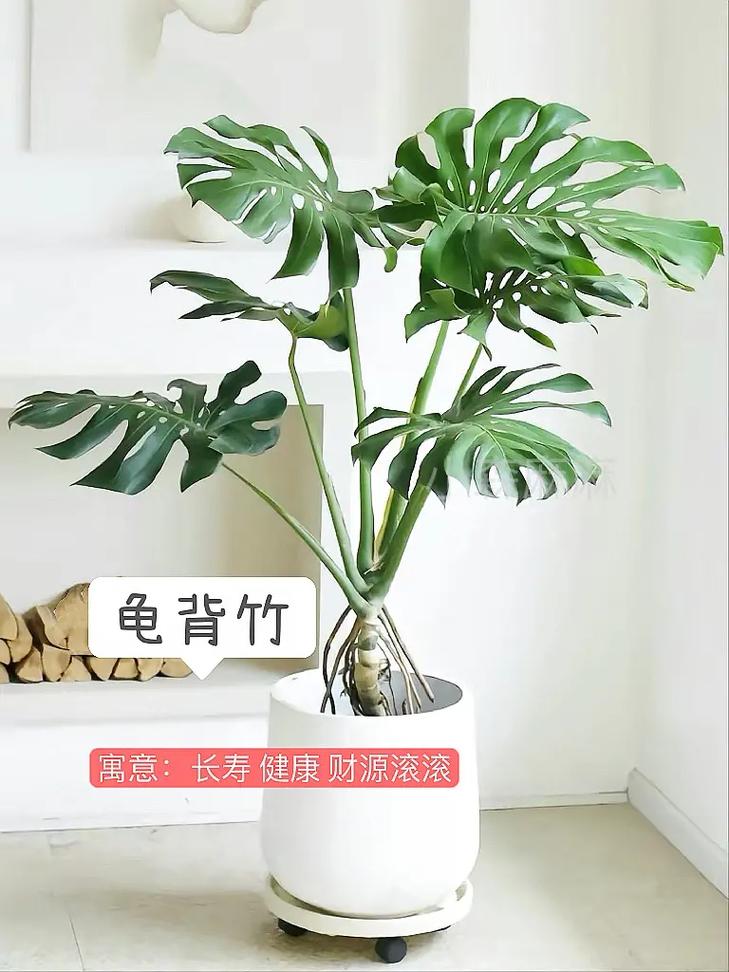 客厅电视机旁边摆什么植物好