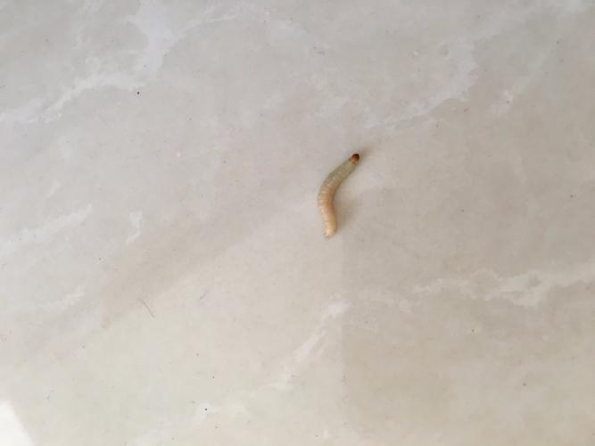 梦见白色的虫子