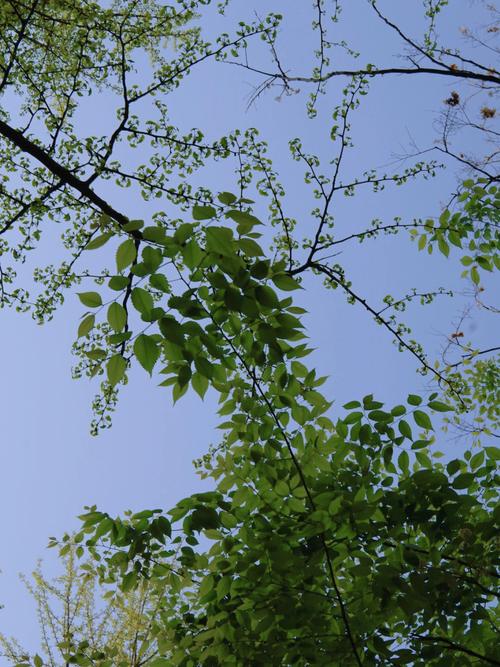 梦见樱花是什么意思