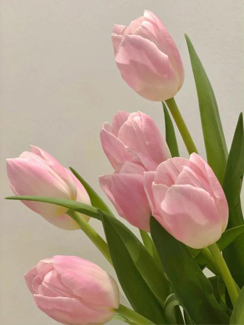 郁金香花语