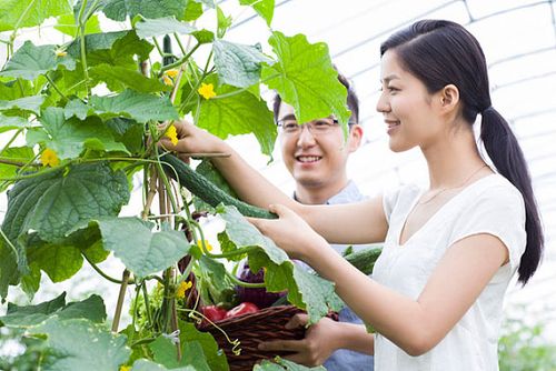 梦见自己摘黄瓜吃黄瓜,梦到摘黄瓜意味什么