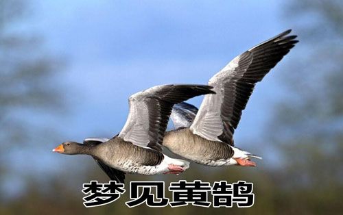 梦见黄鹄吃食