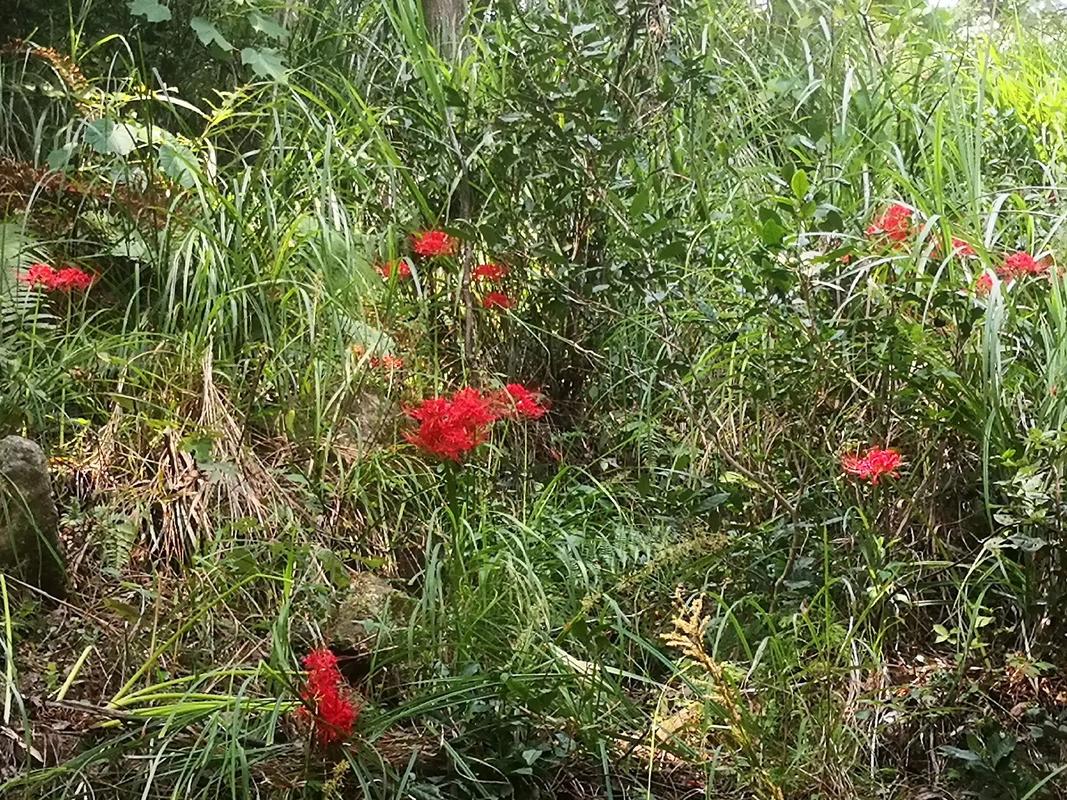 彼岸花花语是什么_象征什么