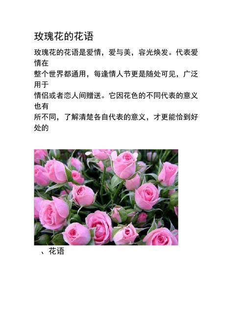 玫瑰花的花语