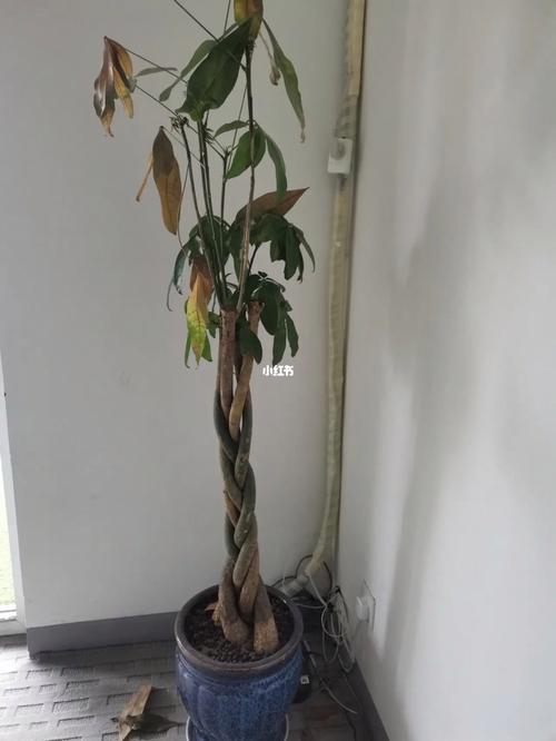 发财树死了对风水有影响吗