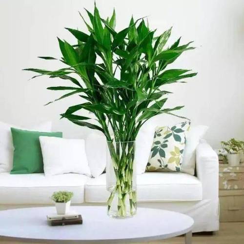 植物风水知识:家居风水植物大全