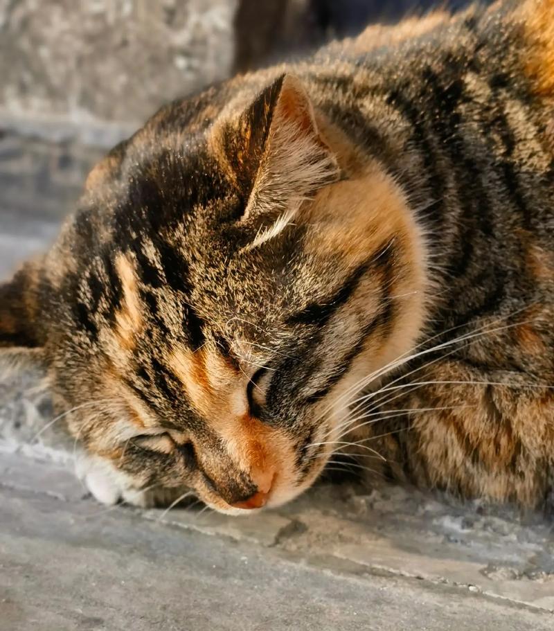 梦见猫回家了