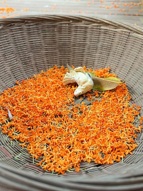 桂花树种在家门口好吗