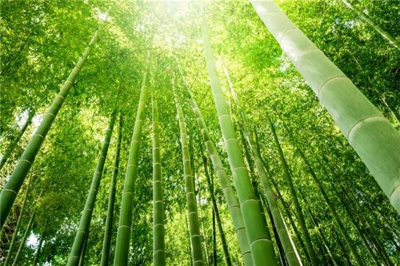 梦见竹林有什么征兆