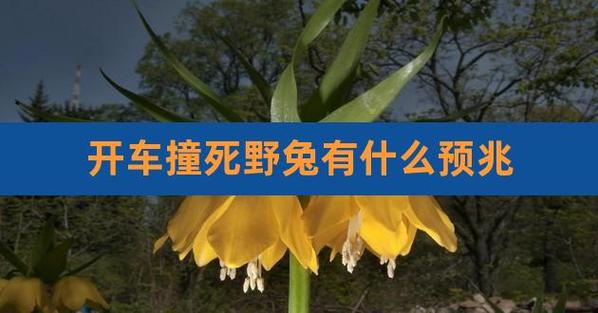 夜间开车撞到野兔民间说法