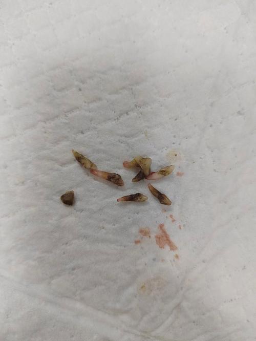 梦见给狗拔牙是什么意思