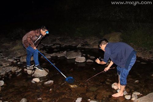 梦见别人抓虾