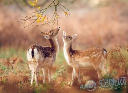 梦见梅花鹿周公解梦,梦见梅花鹿是什么意思?