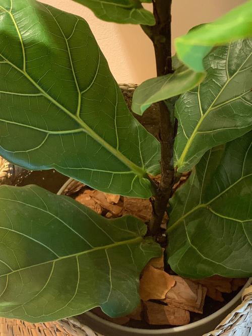 琴叶榕的风水大忌属相