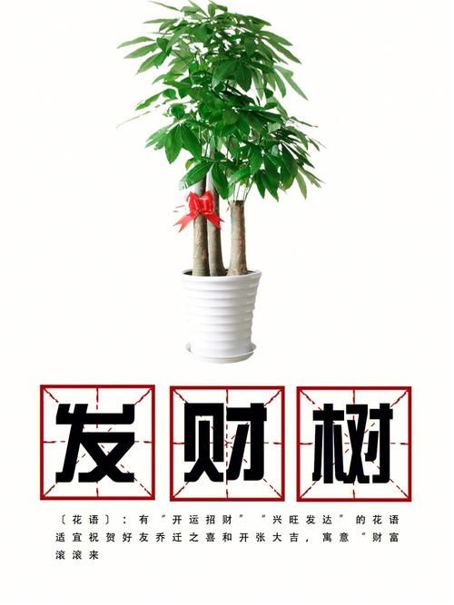 开店发财树怎么摆放才招财