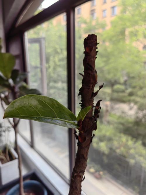 枯木逢春是好兆头吗