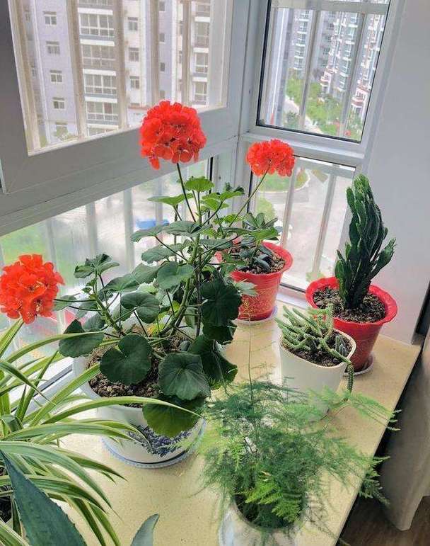 梦见家里的花死了