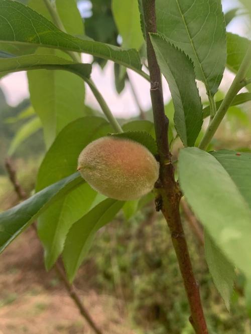 梦见种桃树