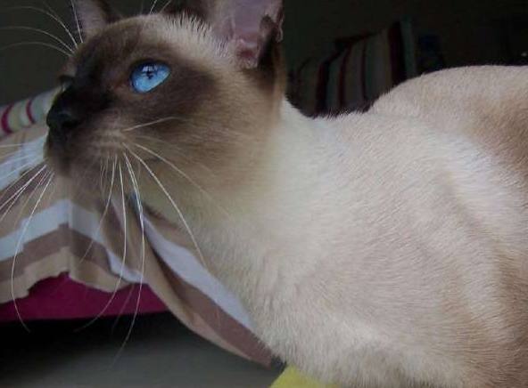 射手座最适合养的猫