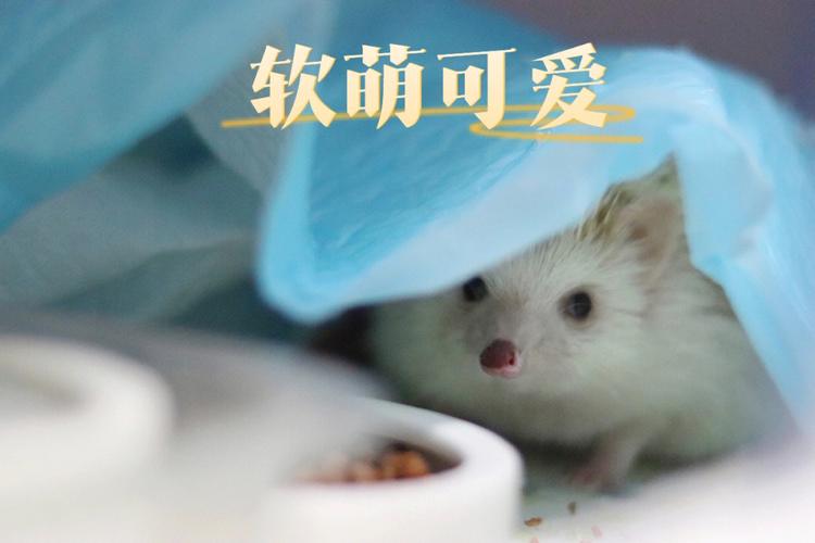梦见刺猬是什么意思,是好梦吗?