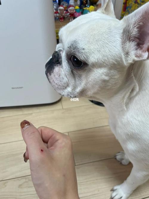 梦见狗咬破了手指出血