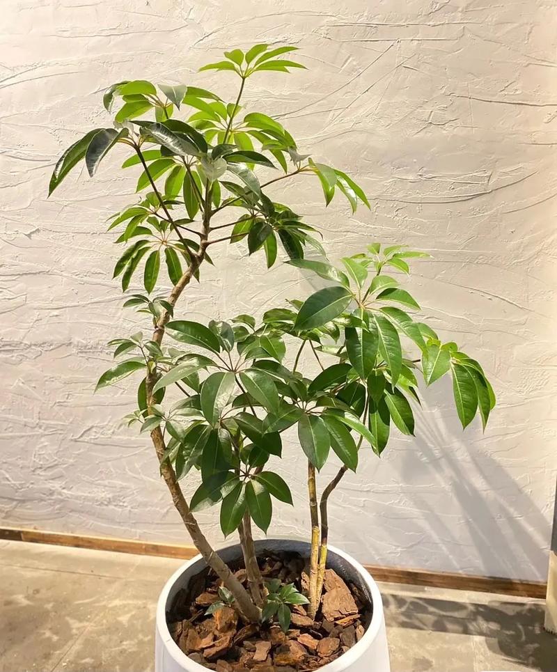 旺家的风水植物有哪些