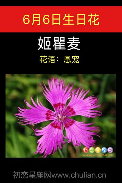 6月6日生日花语:姬瞿麦
