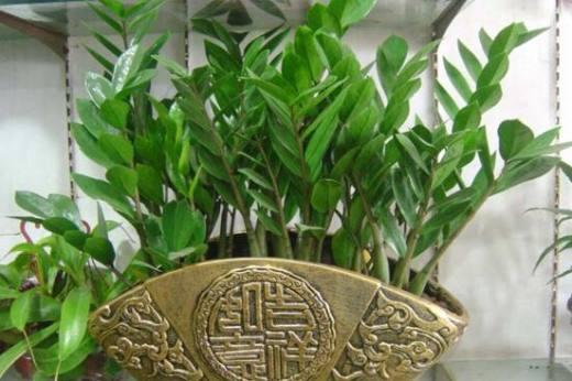 金命人养什么植物旺财