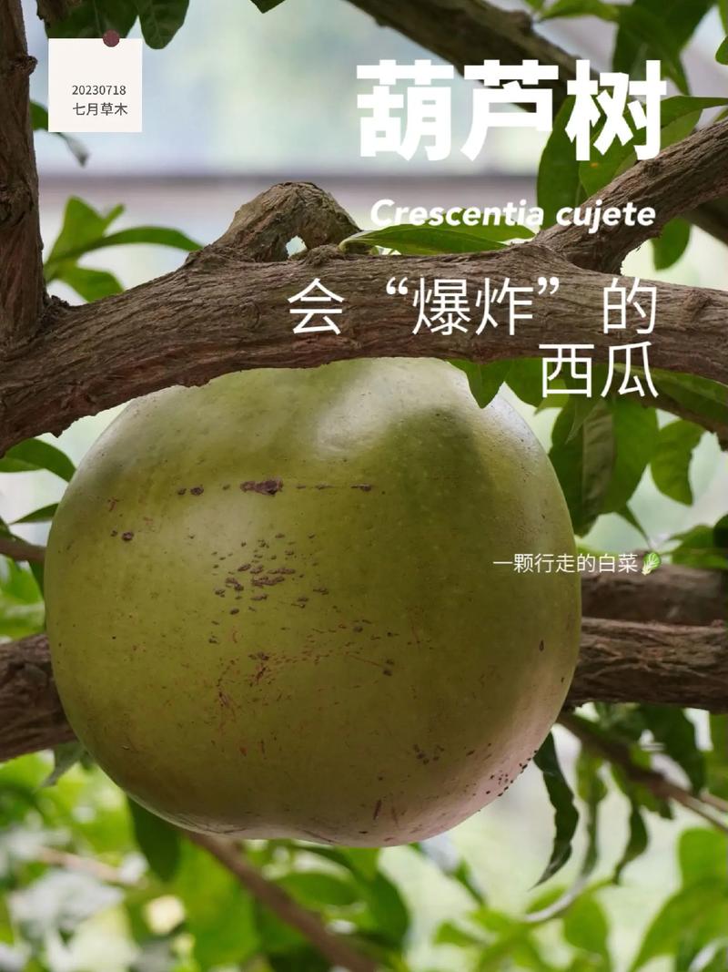 梦见西瓜挂树上