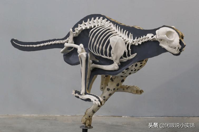 梦见美洲豹周公解梦,梦见美洲豹是什么意思?