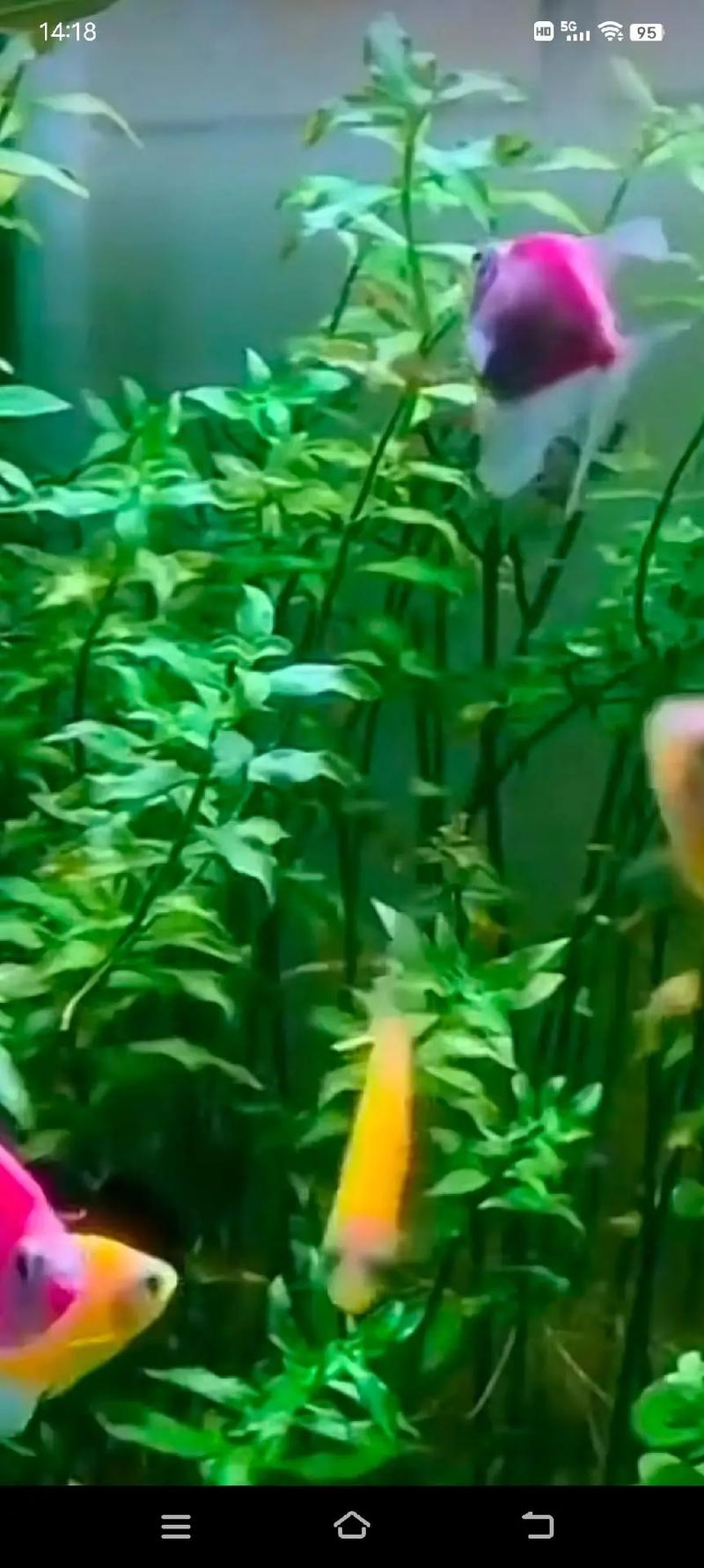 属牛被误解后为何会选择沉默