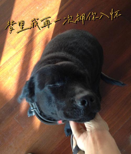 梦见黑色的小狗