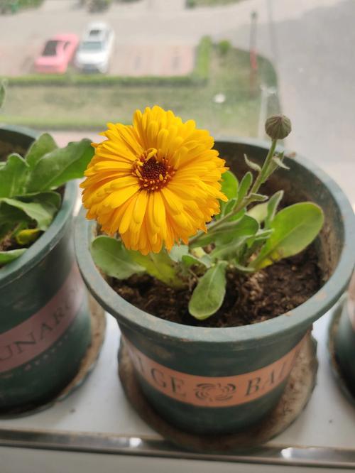 可以在家里种菊花吗