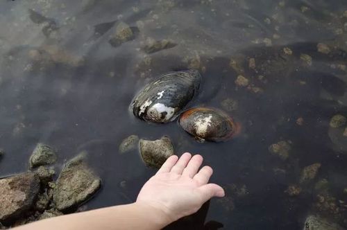 梦见水潭里有河蚌