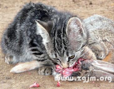 梦见猫袭击我 梦见猫咪袭击我